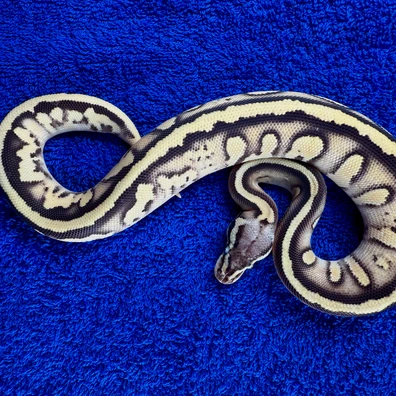 Stranger Pastel Enchi Leopard Het Clown
