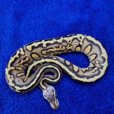 Stranger Pastel Fire Enchi Leopard Het Clown
