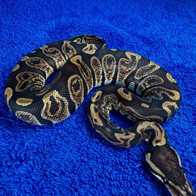 Couple 1.0 GHI DH DG AXA & 0.1 Spider DH DG AXA