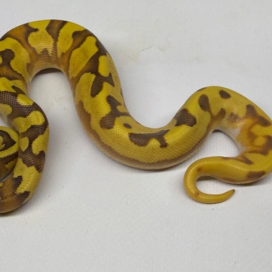 Super Orange Dream Enchi Yellow Belly Fire 66% Het Pied