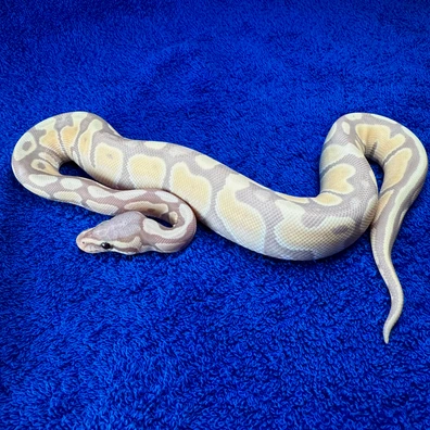 Banana Desert Ghost