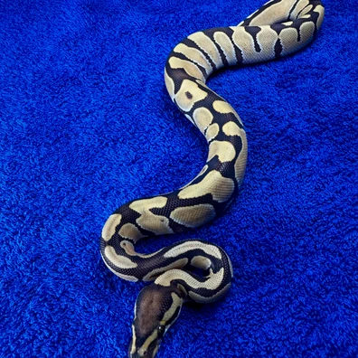 Enchi Desert Ghost