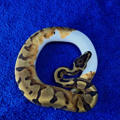 Enchi Pied