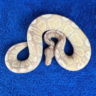 Banana Enchi Ghi DG