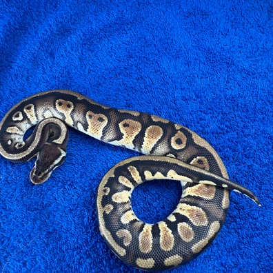 Arroyo Pastel Het Clown