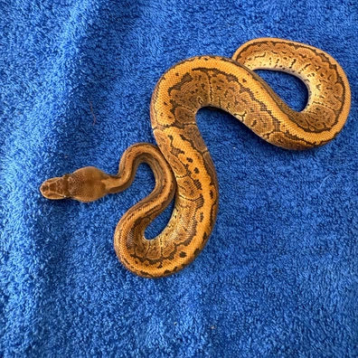 Pinstripe Wookie 66% Het Clown