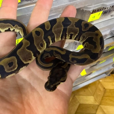 Orange Dream Leopard Dg AXA Pied