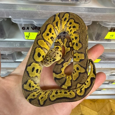 Pastel Ghi Clown Poss Spotnose