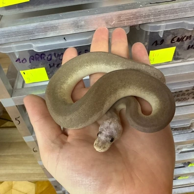 Pastel Black Pastel Pinstripe Wookie Clown