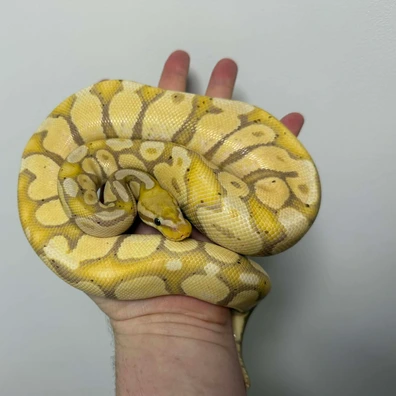 Banana Chocolate Pastel Het Ultramel Het Hypo Het G-stripe Ball Python - male for sale from snake.proPL