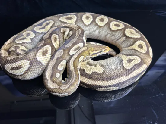 Phantom Yellowbelly Pastel Ball Python by Snake Ranch