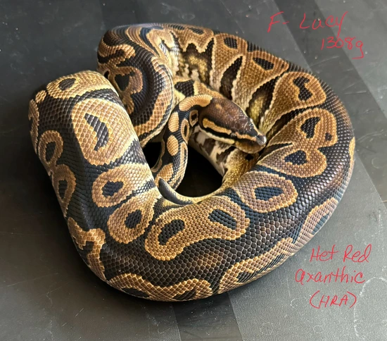 Het Red Axanthic (HRA) Ball Python by On Point Ball Pythons