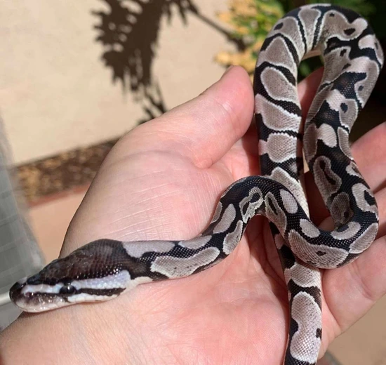 VPI Axanthic Ball Python by On Point Ball Pythons