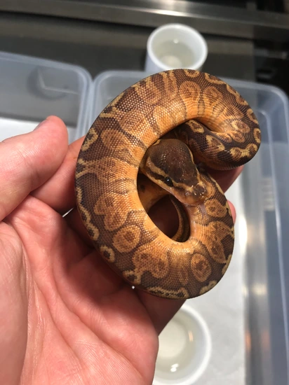 Sunset Male 2100$ Shipped Ball Python by Collision Morphs