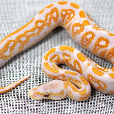 Black Pastel Lavender Albino Het Piebald