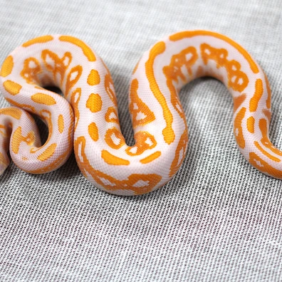 Black Pastel Lavender Albino Het Piebald