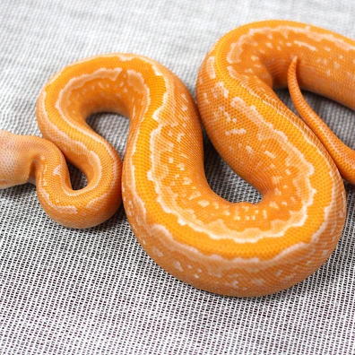 Black Pastel Pinstripe Lavender Albino Het Piebald