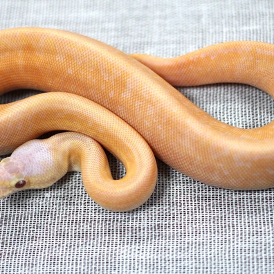 Black Pastel Pinstripe Pastel Lavender Albino Het Piebald