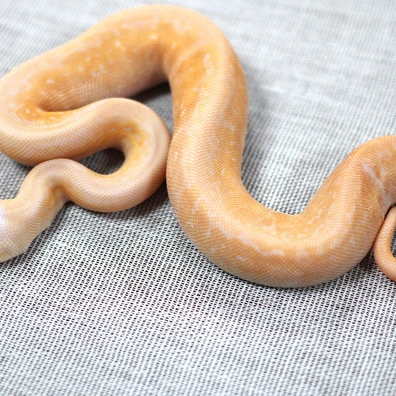 Black Pastel Pinstripe Pastel Lavender Albino Het Piebald