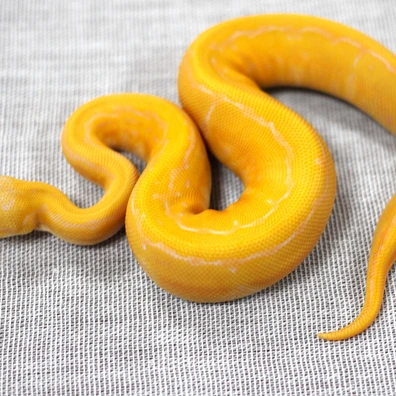 Pastel Pinstripe Lavender Albino Het Piebald