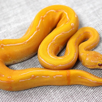 Pinstripe Lavender Albino Het Piebald