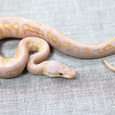 Black Pastel Pastel Lavender Albino Het Piebald