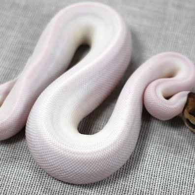 Black Pastel Piebald Het Ultramel