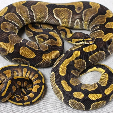 Stranger Enchi DH MONARCH Clown PAIR