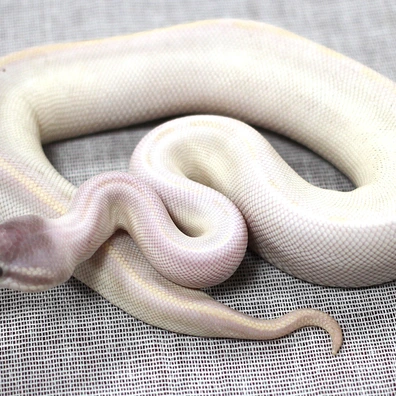 Super Mojave Het Lavender Albino