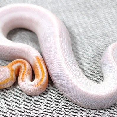 Black Pastel Dreamsicle