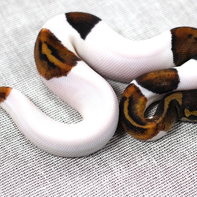 Mahogany Piebald