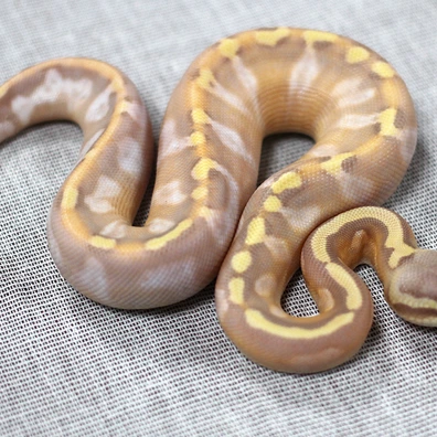 Calico GHI Banana Pastel