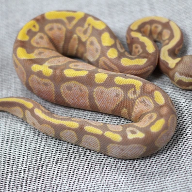 Nr MANDARIN Banana FM