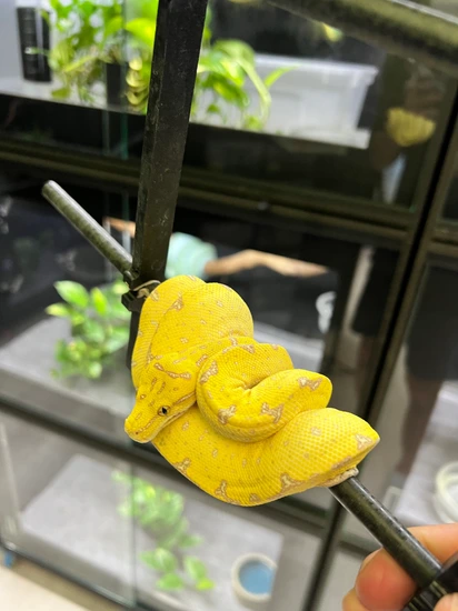 High Yellow Green Tree Python by Ari_Elli_Max_Arboreals
