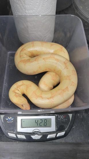 Albino *Ready To Breed* Kenyan Sand Boa by Soflo Sand Boas