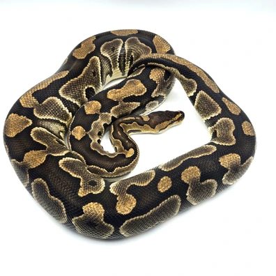 Crypton Ball Python - female for sale from Solent Royals