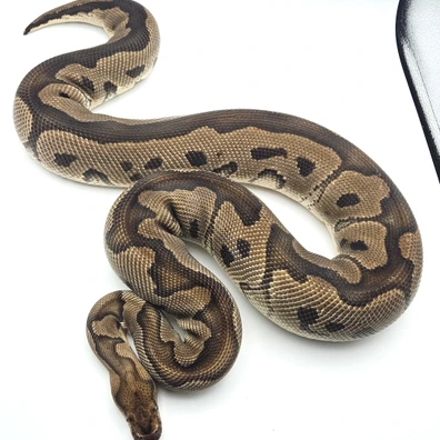 Clown Ball Python - female for sale from Solent Royals