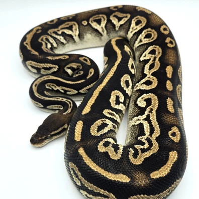 BH Phantom Pastel Red & Ringer Ball Python - female for sale from Solent Royals