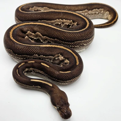 Black Head Leopard Mojave Ball Python - female for sale from Solent Royals
