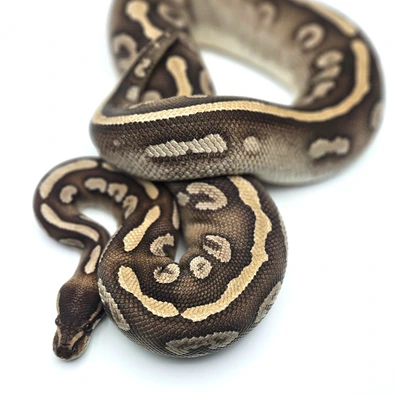 Super Phantom Ball Python - female for sale from Solent Royals