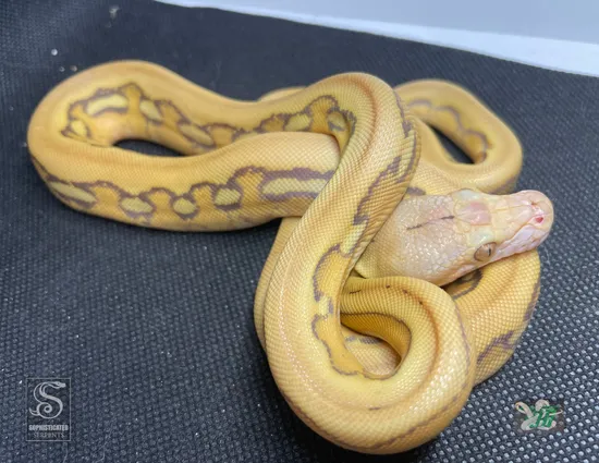 Moschino Platinum Retic Python Mochino Platinum Tiger 100% Het Genetic Stripe Reticulated Python by ...