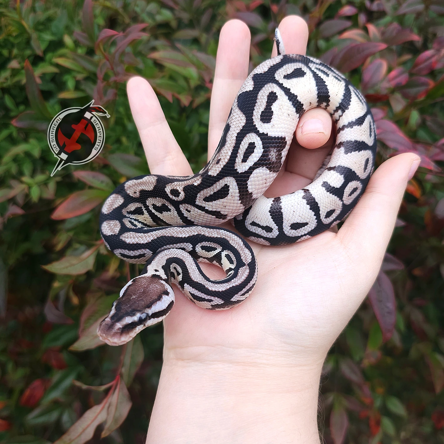 【IFSIXWASNINE】POISONOUS SNAKE Python LSC IFSIXWASNINE】POISONOUS SNAKE Python LSC IFSIXWASNINE