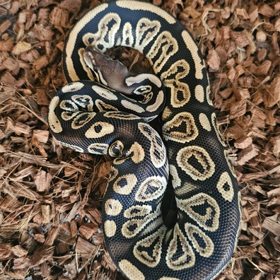 Black Pastel Fire 100% Het Clown