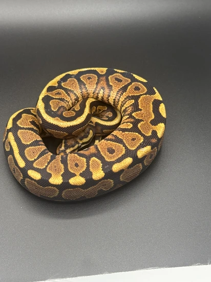 lesser poss yellow belly asphalt female ball python by... Spotnose Yellow Belly/Asphalt 50% Het Clown Ball Python by Fredricks ...