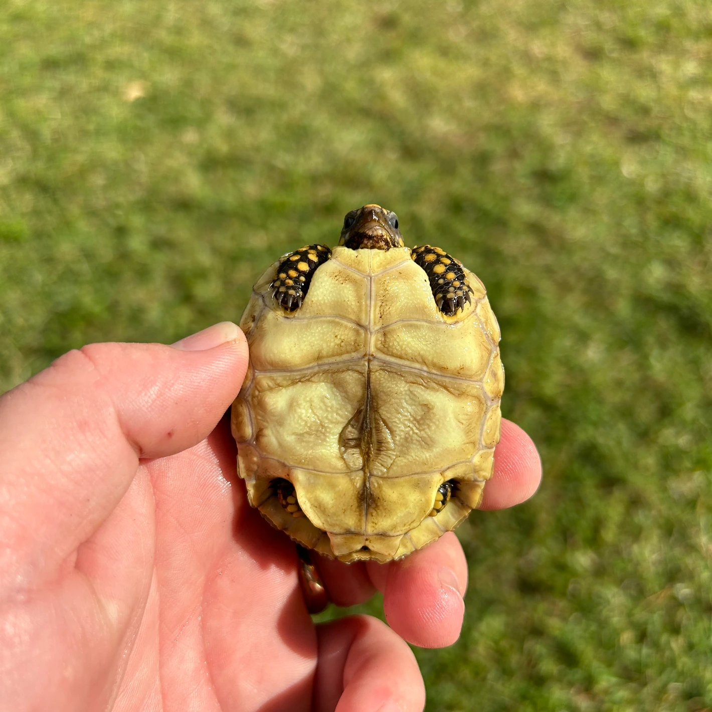 🍋Colombian Yellow Redfoot Tortoise Hatchling Red-Footed Tortoises