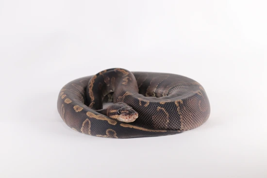 GHI Shadow Ball Python by Southern Star Reptiles