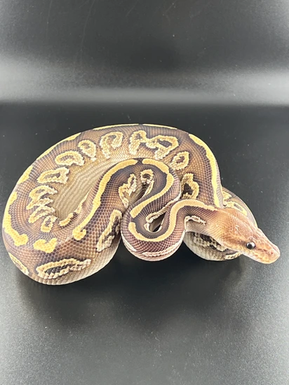 Lesser Mahogany Shadow Ball Python by Southern Star Reptiles