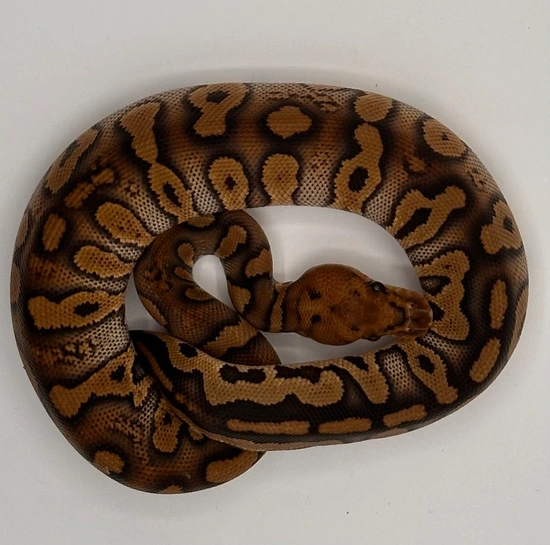 Stranger Clown 415 Grams Ball Python by South Florida Morphs