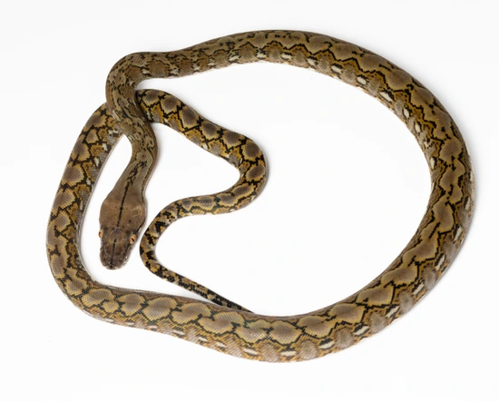 Pure Madu Super Dwarf Reticulated Python by Specialty Herps