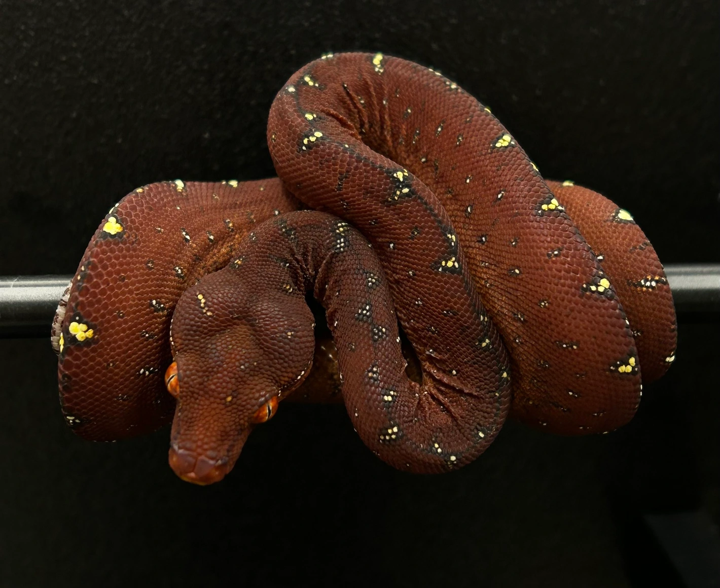 Dab2310 (Dab1906 X Vr1812) Green Tree Pythons by The Reptile